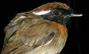 Chestnut-belted Gnateater