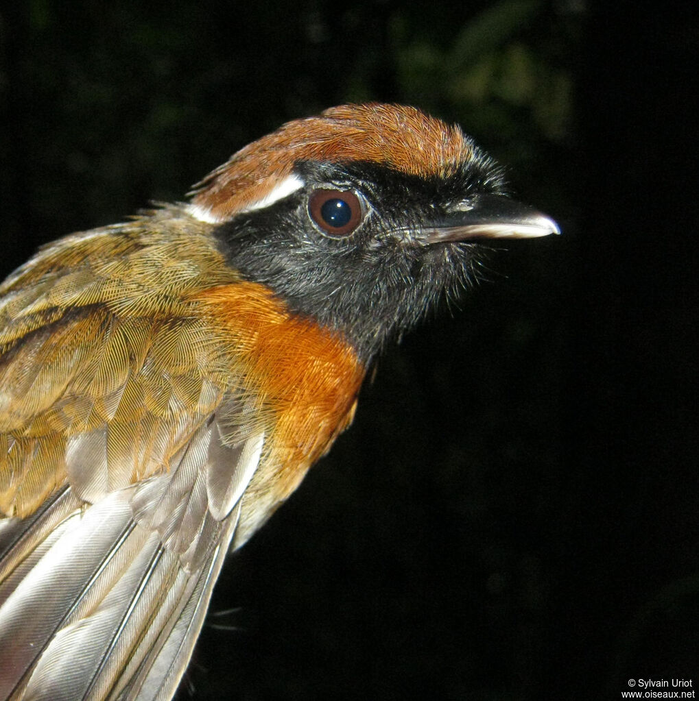 Chestnut-belted Gnateater male adult