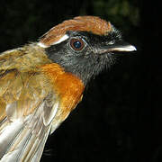 Chestnut-belted Gnateater