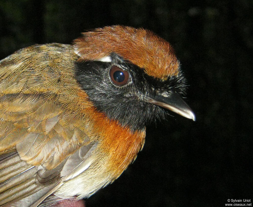 Chestnut-belted Gnateater male adult