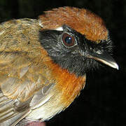 Chestnut-belted Gnateater