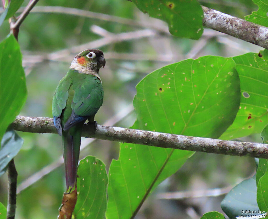 Conure à col blancadulte