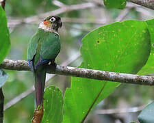 Conure à col blanc