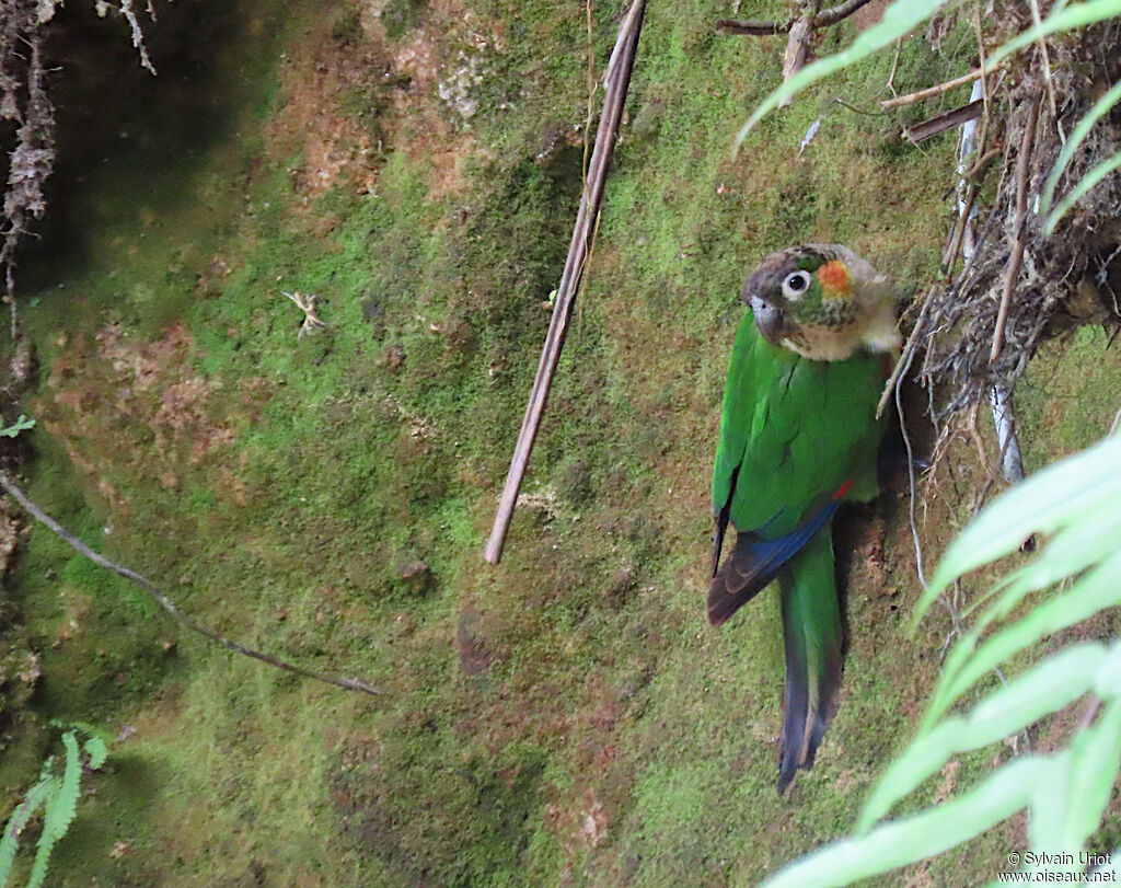 White-breasted Parakeetadult