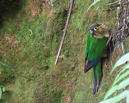 Conure à col blanc