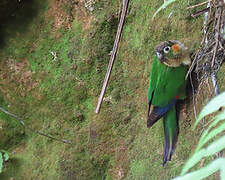 White-breasted Parakeet