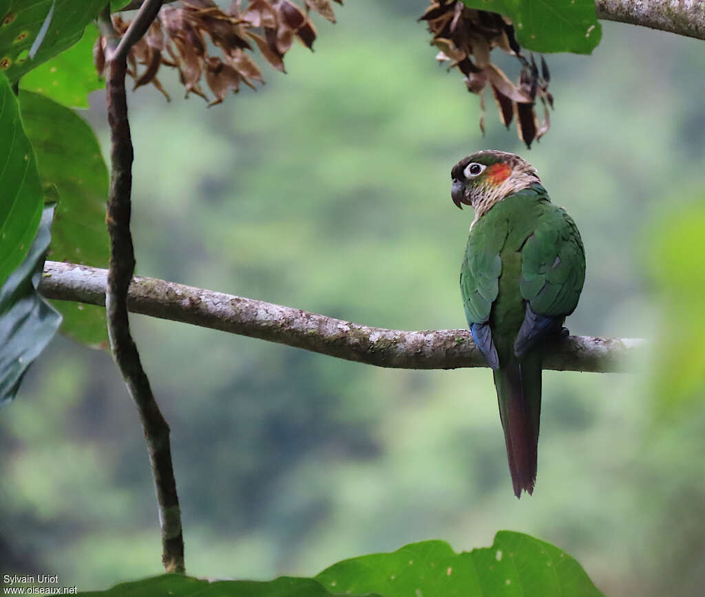 Conure à col blancadulte