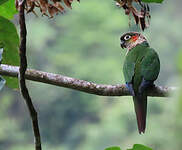 Conure à col blanc