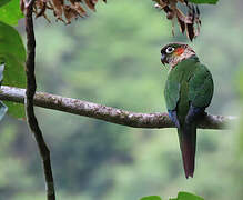 Conure à col blanc