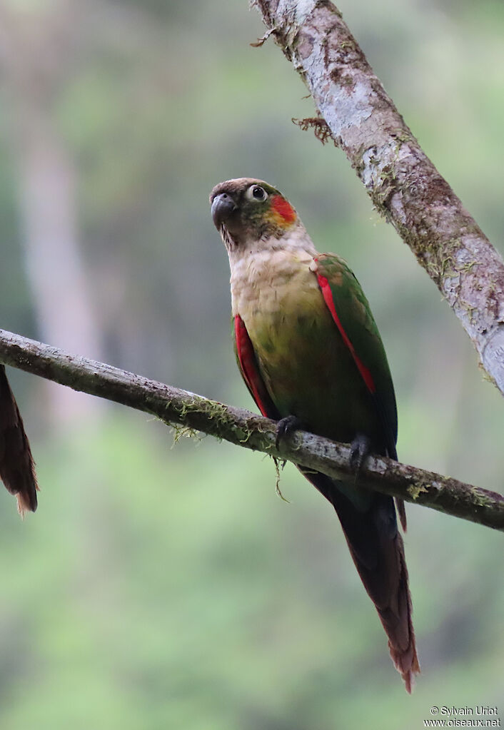 Conure à col blancadulte