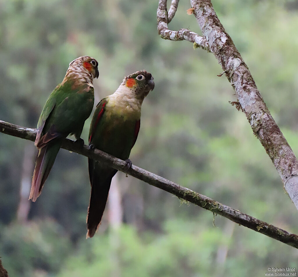 Conure à col blancadulte