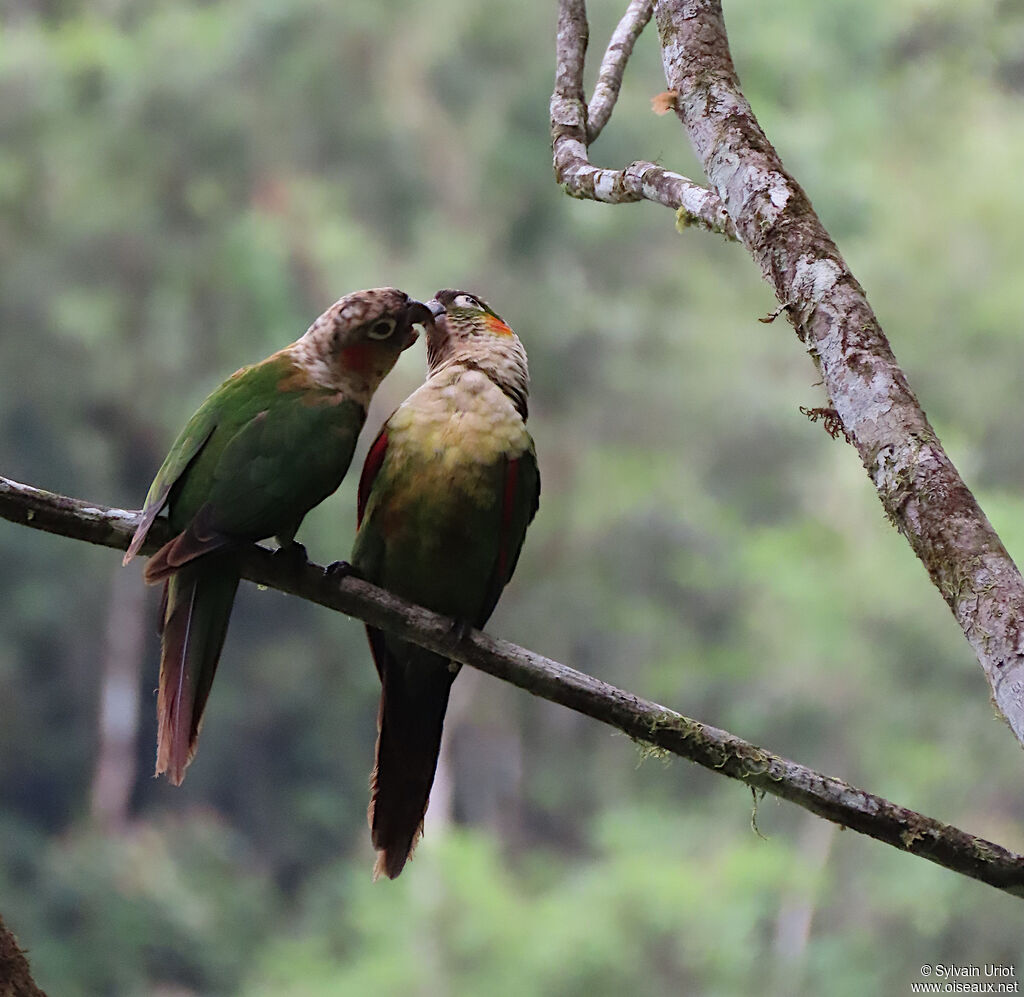 Conure à col blancadulte