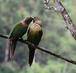 Conure à col blanc