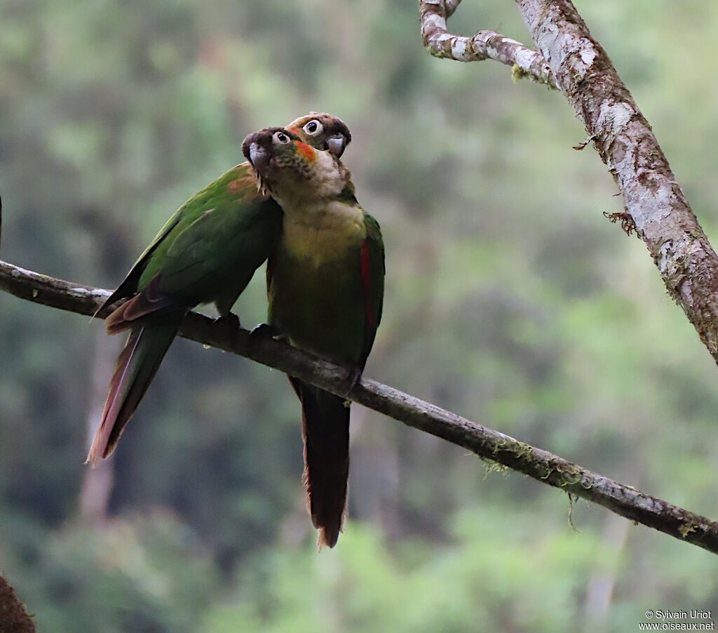 Conure à col blancadulte