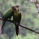 Conure à col blanc