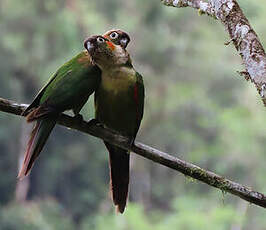 Conure à col blanc