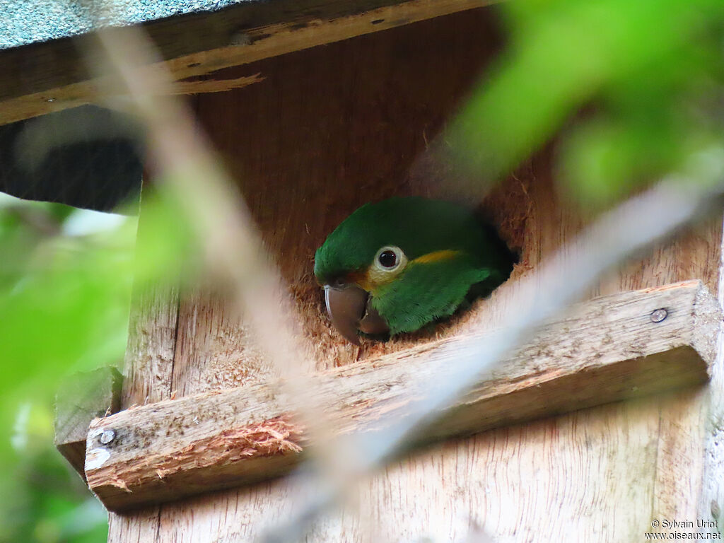 Conure à pinceaux d'oradulte