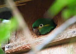 Golden-plumed Parakeet