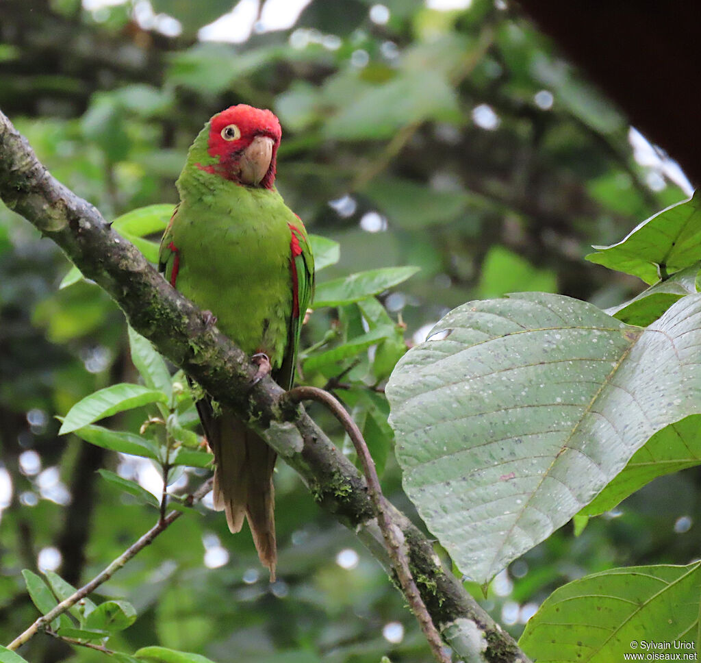 Red-masked Parakeetadult