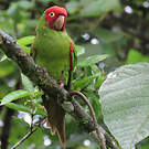 Conure à tête rouge