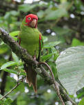 Conure à tête rouge