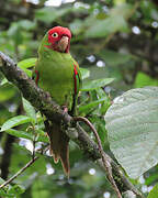 Red-masked Parakeet