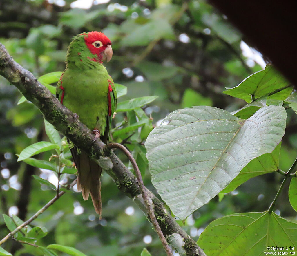 Conure à tête rougeadulte