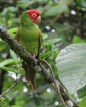 Conure à tête rouge