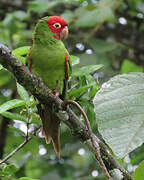 Red-masked Parakeet