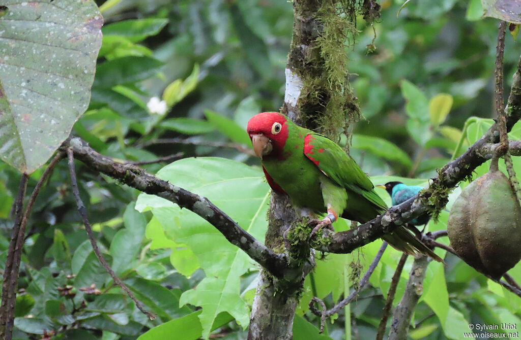 Conure à tête rougeadulte