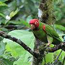Conure à tête rouge