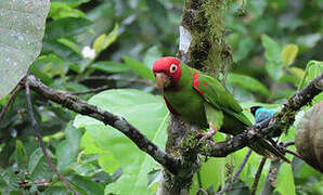 Red-masked Parakeet