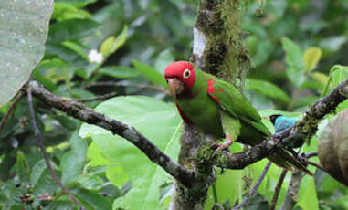 Conure à tête rouge