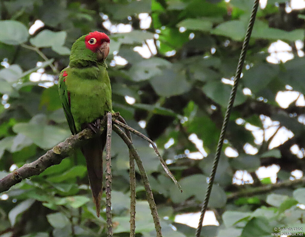 Conure à tête rouge