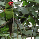 Conure à tête rouge