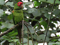 Conure à tête rouge