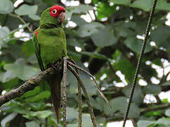 Red-masked Parakeet