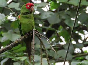 Conure à tête rouge