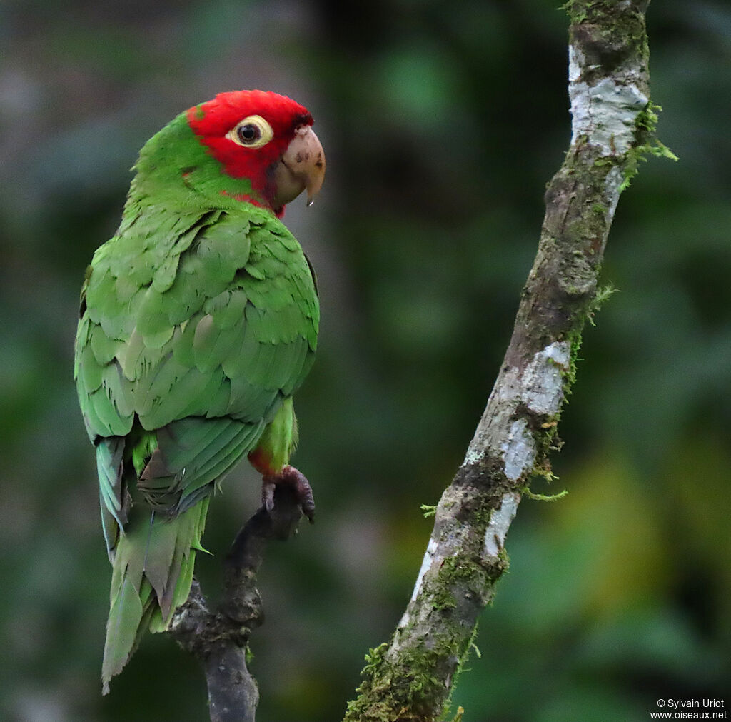 Conure à tête rougeadulte