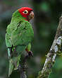 Conure à tête rouge