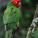 Conure à tête rouge