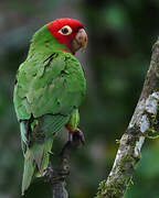 Red-masked Parakeet