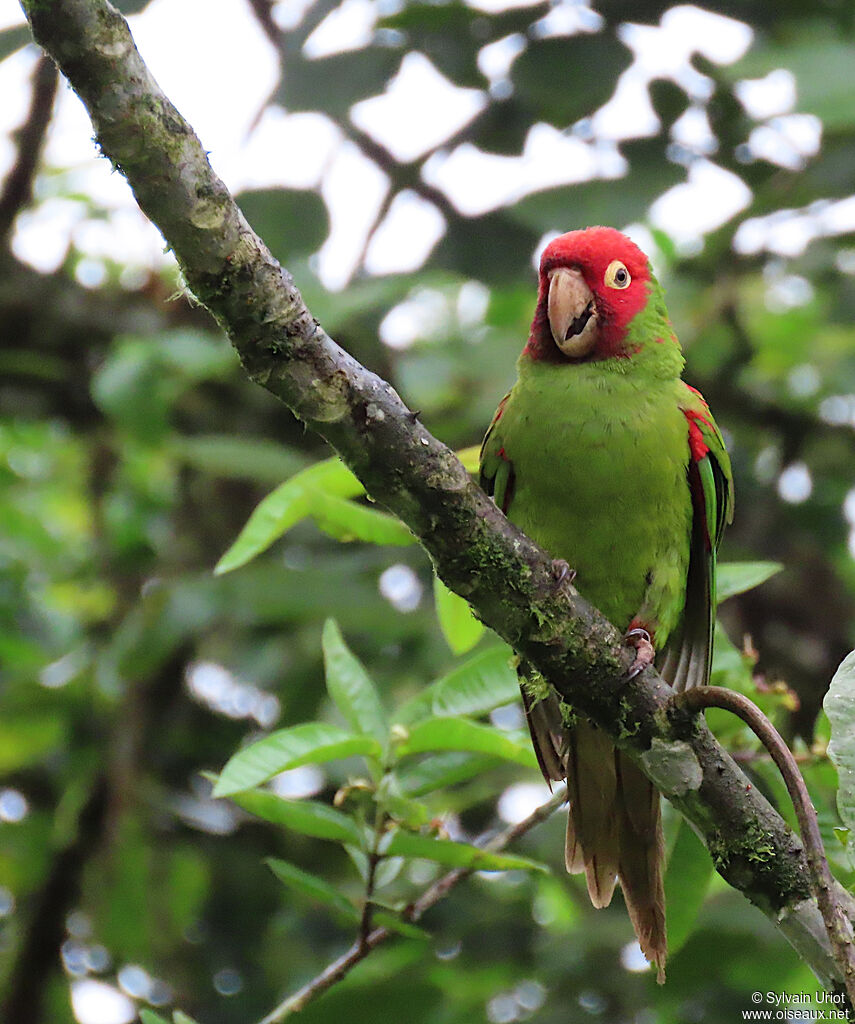 Conure à tête rougeadulte