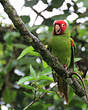 Conure à tête rouge