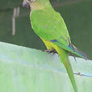 Conure couronnée