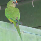 Conure couronnée