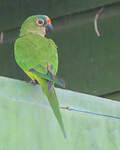 Conure couronnée