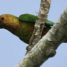 Conure cuivrée