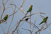 Conure cuivrée