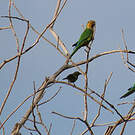 Conure cuivrée